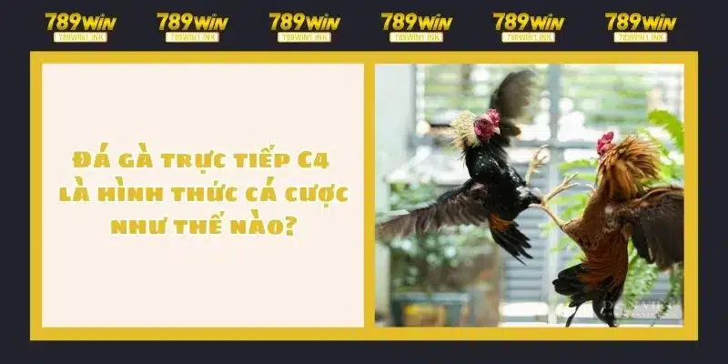 Đá gà trực tiếp C4 là hình thức cá cược như thế nào?